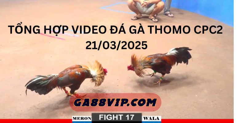 video đá gà thomo cpc2