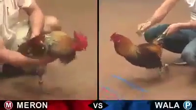 xám lá phúc bình dương